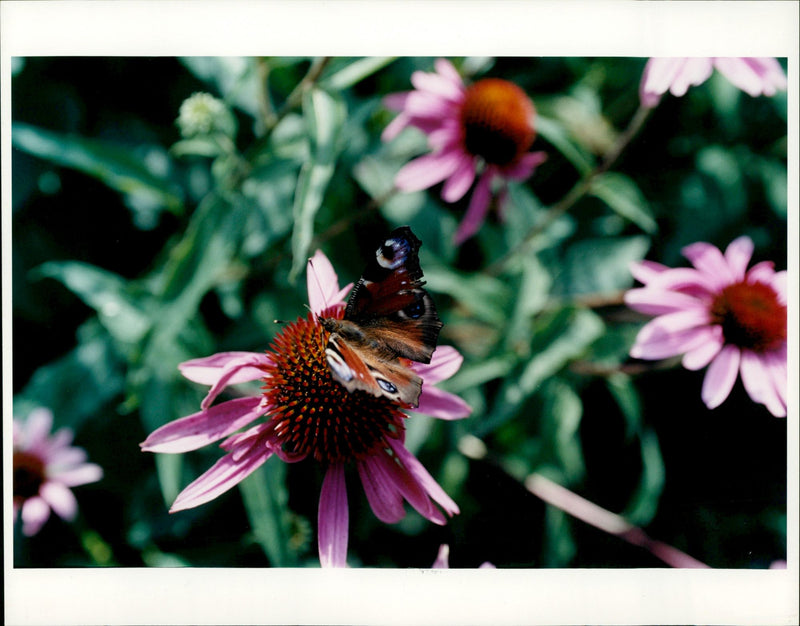 Butterfly on flower. Marita Sundström photography - Vintage Photograph