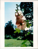 Garden flower. Marita Sundström photography - Vintage Photograph
