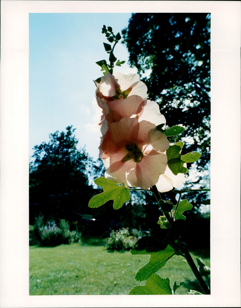 Garden flower. Marita Sundström photography - Vintage Photograph