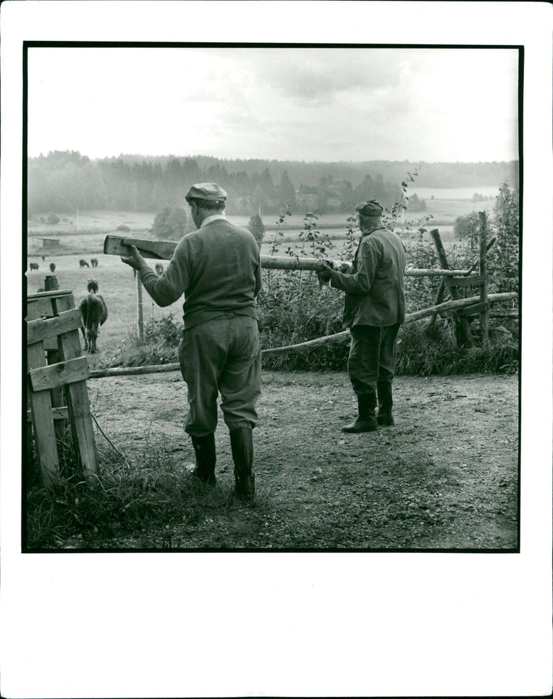 Farmers letting the cows out on field in Kårsta - Vintage Photograph