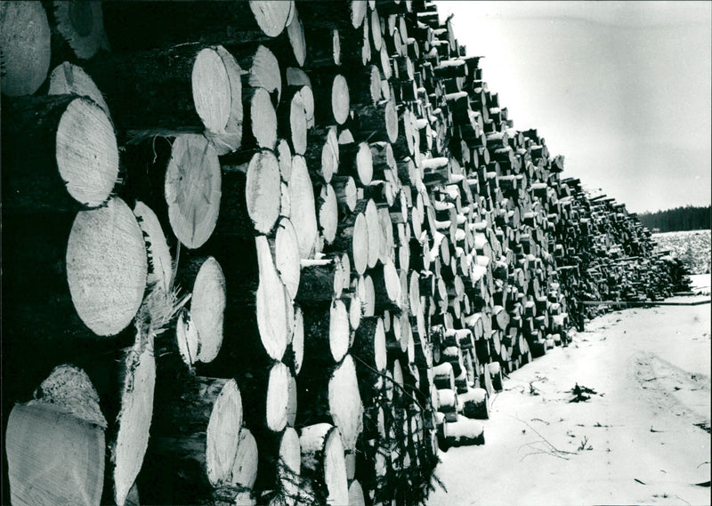 Calmness, logging - Vintage Photograph