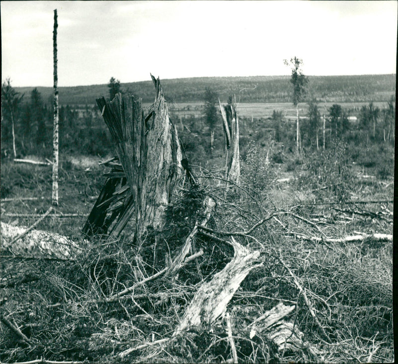 Laxmyran där Linné vände - Vintage Photograph