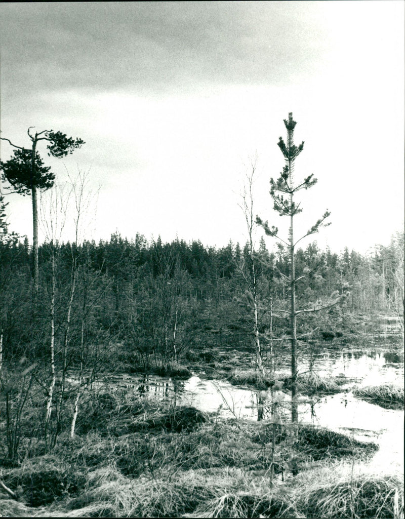 Våtmark - Vintage Photograph