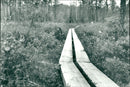 NATURE RESERVE NATIONAL LOTO NATIONALIZE HOLENGREN SYLE PUH BJONLANDET - Vintage Photograph