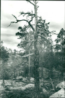 Björnlandet nationalpark - Vintage Photograph