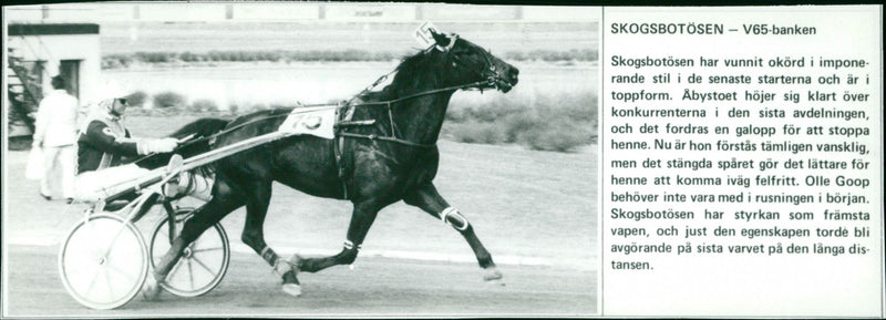 Skogsbotösen - V65-banken - Vintage Photograph