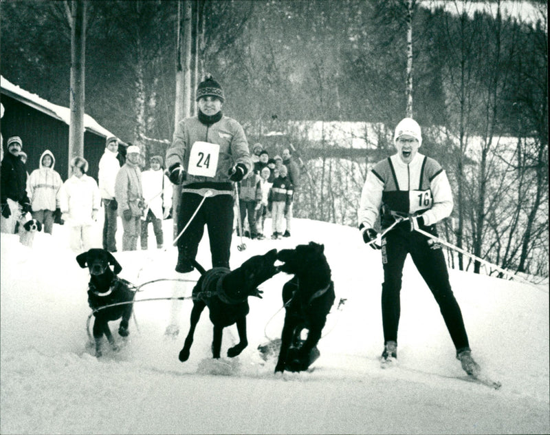 Vindelälvsdraget 1988. Team Häst och Hund - Vintage Photograph