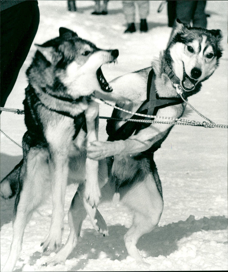Vindelälvsdraget. Hundspann - Vintage Photograph