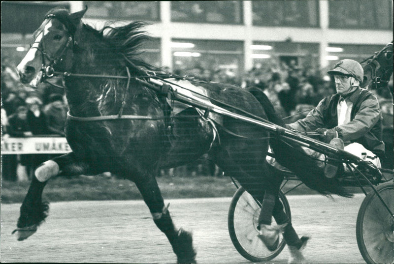 Barry - Gustaf Hallén. V65 på Umåkers Travbana - Vintage Photograph