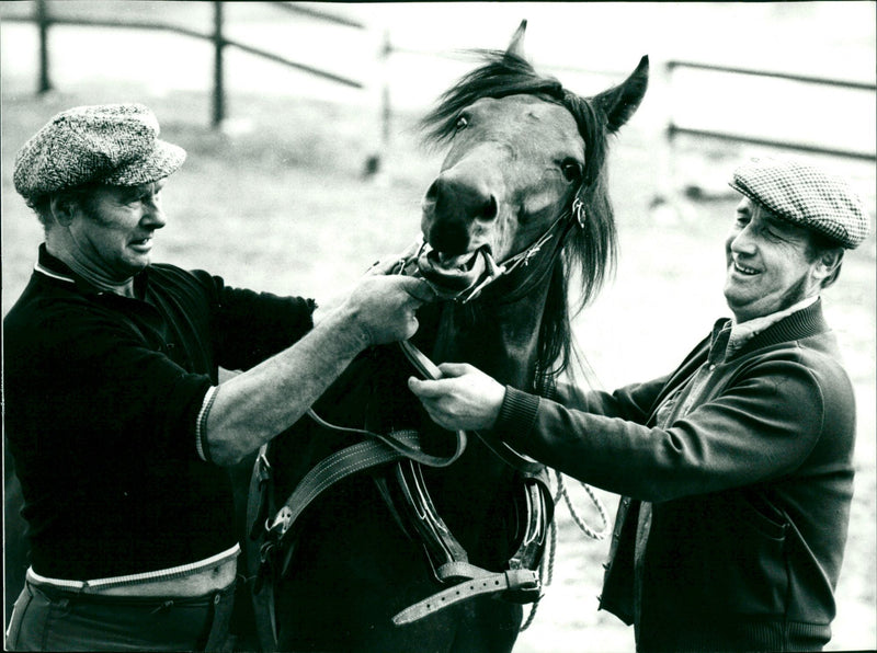 Unghästen Keba av Bure i Lars Matsons stuteri. Bertil Abrahamsson t.v. hjälper att hålla hästen - Vintage Photograph