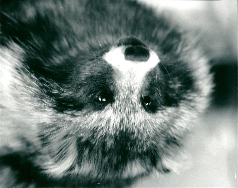 SHELF MARDHUND ARCHIVE PHOTOS ANIMALS RAW NIDFOME LIMETS FLAT WITH FOLDER - Vintage Photograph