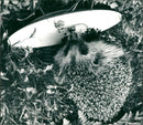 1982 ARCHIVES SHELF BITH JULY STYLES HEDGEHOGS HEDGEHOG ANIMALS RAW ARCHIVES VKI FAT - Vintage Photograph