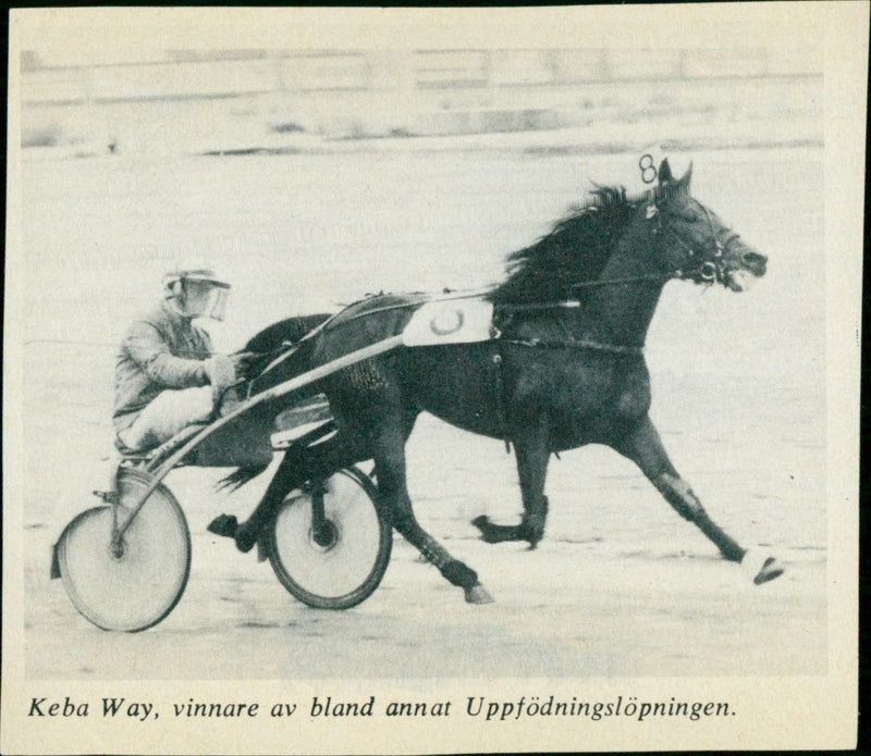 1982 TRAVHASTAR BUT AWARDED RESPONSIBLE SHAVED POSSIBLY CONTINUE DISEASES SEMINA - Vintage Photograph