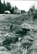 TRAFFIC ANIMALS TRAFFICS HATE SUF TRATICA PHOTO BERGGREN ROLAND ANIMALS - Vintage Photograph