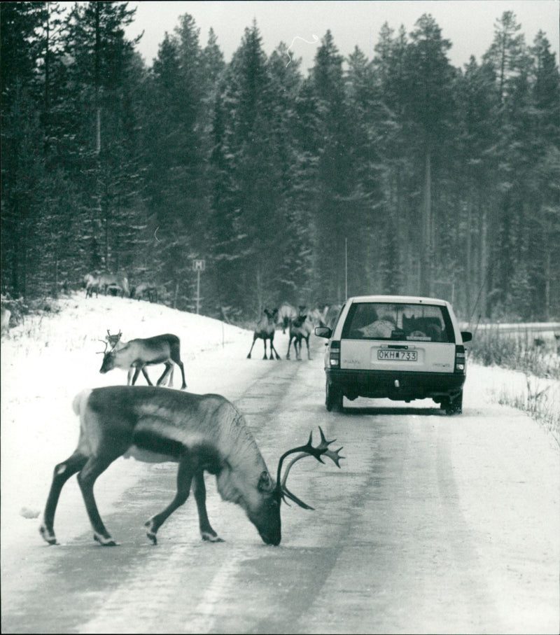 1995 TRAFFIC ANIMALS TRAFFICS HOUSESTANDS SHELF ARCHIVE STREETS PICTURE CLEANS FOL - Vintage Photograph