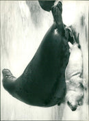 1963 ANIMALS SALAR GRASALS ARCHIVE ELECTRICITY KUTAR KUT GUARDS - Vintage Photograph