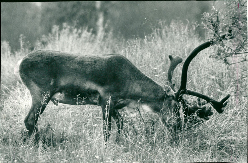 1986 ACCESSORIES SHELF REINDEER ARK TILLHO ARKIV ARKEY ANIMALS RENTS KIS CLEANS - Vintage Photograph