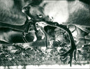 1985 SHOE TILHER UNEA REINDEER LAS ARCHIVE ANIMALS HERD PICTURE ARCHIVE RELUAR BEX - Vintage Photograph