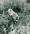 1927 RAV RAVES SHELF POPE ARKIV ANIMALS WOLF LYNX FOLDER AVAILABLE RAVENS AVAIL - Vintage Photograph