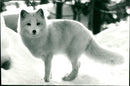 1984 RAV MRS ARCHIV ARKEY ARKIV ANIMALS AVEN WOLF LYNX ALLSV HERE AVAILABLE GEA - Vintage Photograph
