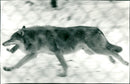 1996 ZOO WOLVES SHELF TIM WIKSTROM ARCHIVE ANIMALS WOLF LUCKY VKIV LYNX GUARDS - Vintage Photograph