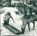 1970 SHELF REINDEER LINED FEEDING ARCHIVE ANIMALS RAMY RENSKOTSEL ADD BOX UKIS - Vintage Photograph