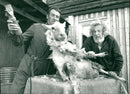 1980 ANIMALS GETTS RACING HARTIIN WARRET ARCHIVE KIS GOATS HARTI OPENING FATHER - Vintage Photograph