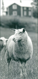 1990 ANIMALS GETTS PHOTOGRAPH INDICATE VKB FATHER TJARHOVSGATAN - Vintage Photograph