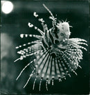 1973 STOPCLIPUR STRAIGHT SHELF PRICE FISH ANIMALS FISHES WART VARO AQUARIUM OTR - Vintage Photograph