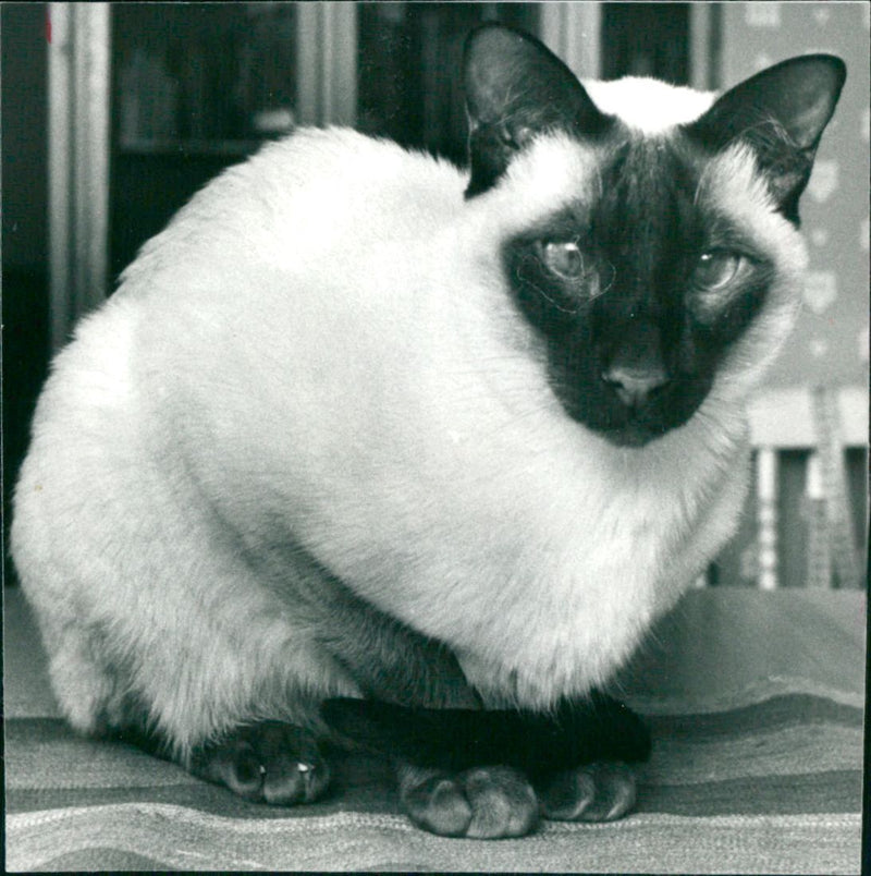 1981 ANIMALS CATS SHELF AMESIAN ARKEY ARCHIVE TILSHOR PHOTO SIAME - Vintage Photograph