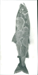 1988 FURUNICELASI SHELF CULTIVATION ARCHIVE FISH RODING ANIMALS - Vintage Photograph