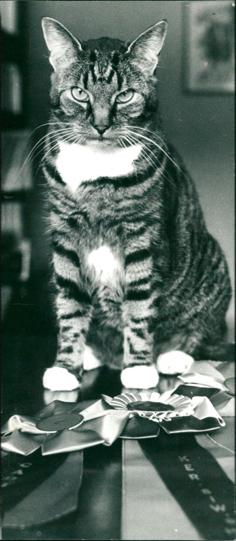 1995 ANIMALS CATS SHELF ARCHIVE PHOTO KIV VKS SEORA FOLDER FARM - Vintage Photograph