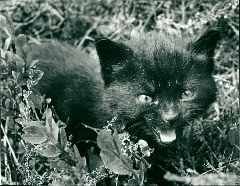 1988 ANIMALS CATS OKT ARCHIV KITTEN - Vintage Photograph