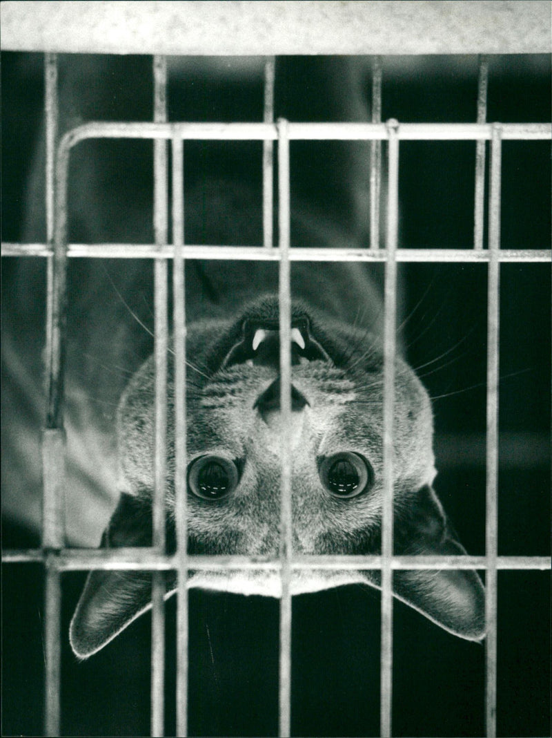 1994 ANIMALS CATS REESSION BLECE LOKA AKIV KUSTINA SALETEN - Vintage Photograph
