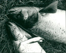 1981 HAX ARCHIVE FISH ANIMALS KIS FISHES KEESTANDA ASKIV AVAILABLES AVAILABLE SAS - Vintage Photograph