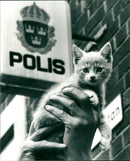 1994 ANIMALS CATS SHELF ANYONE LACKS ARCHIVE THERE FOUNDED ARE MIKE COMMARRED SWIV - Vintage Photograph