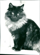 1978 ANIMALS CATS SHELF TOHO ASHON ARCHIVE RUNES POLO MIRIAM ARCIVE FOLDER AVAILAB - Vintage Photograph