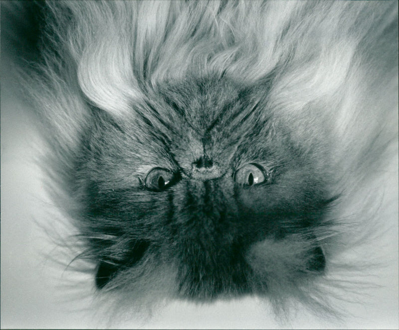 1989 ANIMALS CATS IRON SHELF ARCHIVE SWEDEN'S GUARDS FOLDER PERSERCAT PRETTYSIE - Vintage Photograph