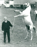 1987 HASTAR ARABIC ANIMALS ALI FOLDER GEAR SCOTT SHELF HASTE - Vintage Photograph