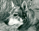 1984 ANIMALS HUNDS OUR JANNTWIND SAJ DOG - Vintage Photograph