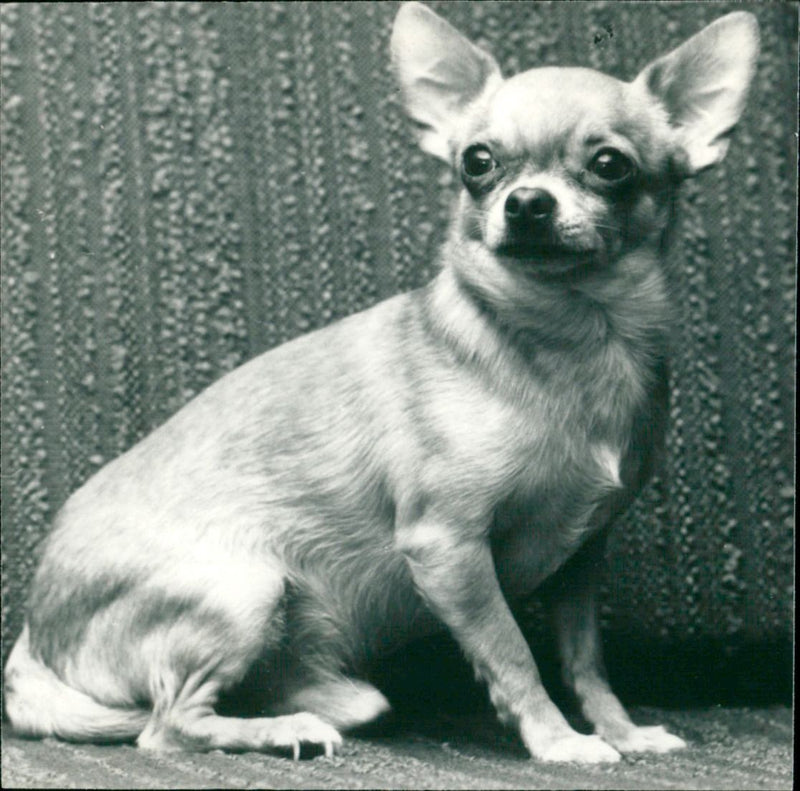 ANIMALS DOG SMALLEST WORLD HERITAGE CONTRA HYLLAI VKS DOG CHIHUAHUA FOLDER - Vintage Photograph