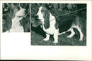 1995 ANIMALS DOGS SET SIAN DOGS ARCHIVE GUARDS DOG - Vintage Photograph