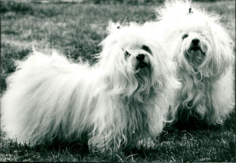 ANIMALS HUNDS DOGS YOUR ARCHIV MALTESER VKS DOG AWARD - Vintage Photograph