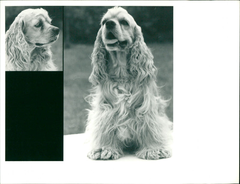 ANIMALS HUNDS DOGS ARRIVI COCKERSPANIEL CHINESE ENSOMMER COME DAULL - Vintage Photograph