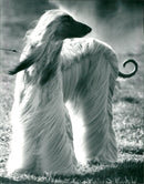 1991 ANIMALS HUNDS DOGS SHELF ARCHIVE CURT DAHLGREN OVK UMEA CATNOTES AFGHAN FOLDE - Vintage Photograph