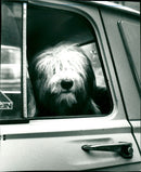 1921 ANIMALS HUNDS OVARY MKS SITTING TEH DOG FOLDER SHELF BACK ITUR TOTO CHILDREN - Vintage Photograph