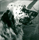 ANIMALS DOG SETTER GETTER SETS ENGLISH FOLDER - Vintage Photograph