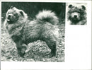 ANIMALS HUNDS CHOW - Vintage Photograph