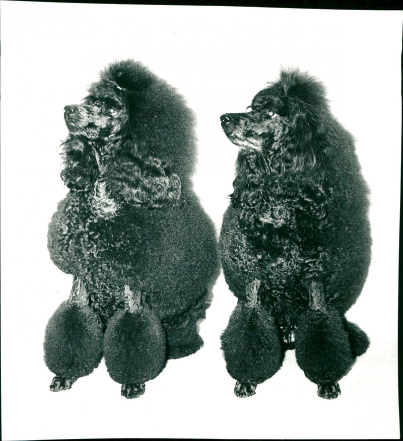 ANIMALS HUNDS DOGS SHELF MATTSSON POODLE PHOTO MARTIN FOLDER POODLES - Vintage Photograph