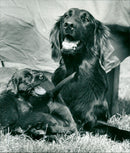 1989 ANIMALS DOG DOGS BELLA REMOVER COAT FAZER ARCHIVE RETRIEVER FLAT SLEMALLA - Vintage Photograph